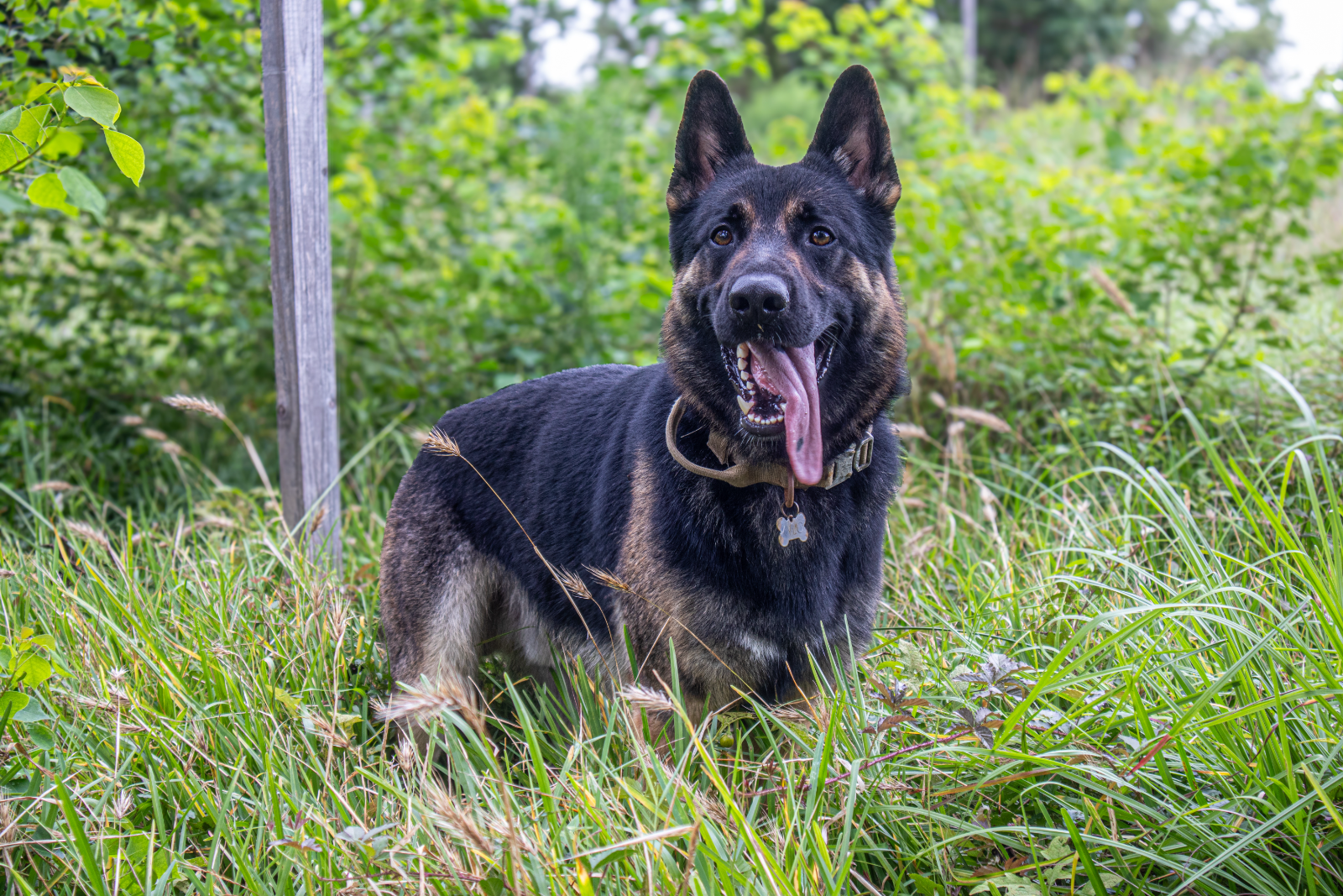 Trained shepherd