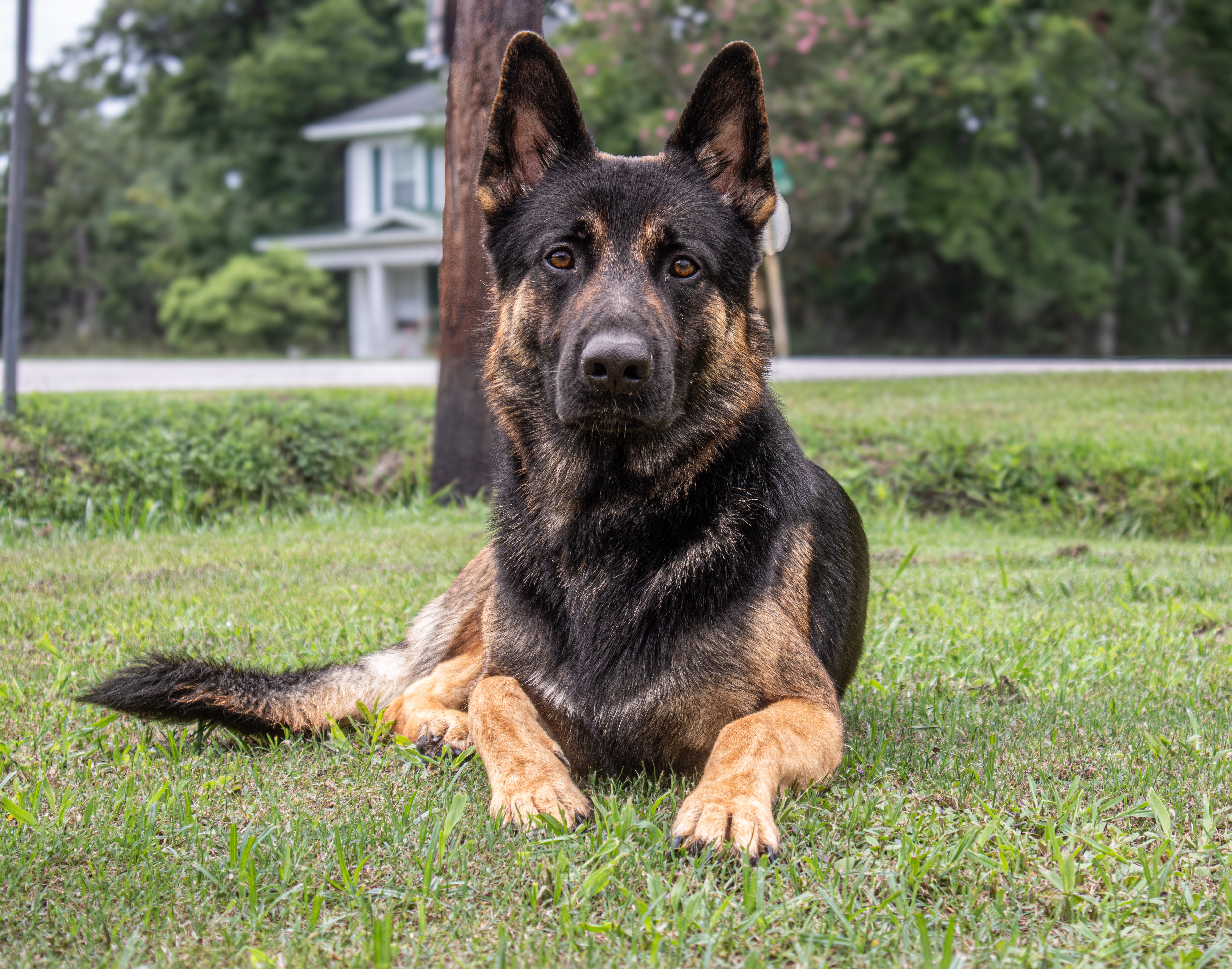 Dog holding a down-stay