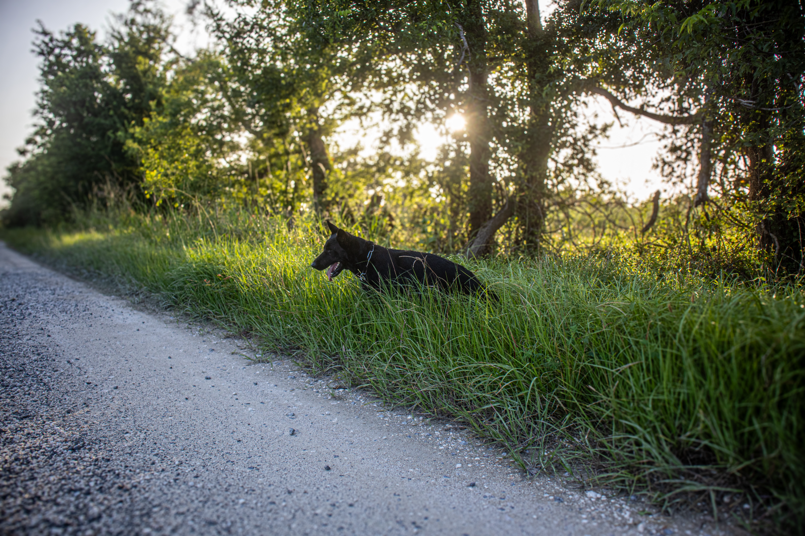 Dog on the leash by the road